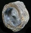 Crystal Filled Dugway Geode (Polished Half) #33169-1